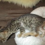 Savannah, F-6SBT, Brown Black spotted, Male, DOB 4-20-17