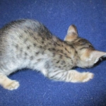 Savannah, F-6SBT, Brown Black spotted, Male, DOB 4-20-17