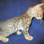 Savannah, F-6SBT, Brown Black spotted, Male, DOB 4-20-17