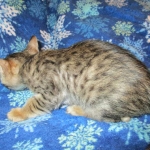 Savannah, F-6SBT, Brown Black spotted, Male, DOB 4-20-17