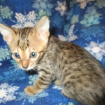 Savannah, F-6SBT, Brown Black spotted, Male, DOB 4-20-17