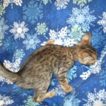 Savannah, F-6SBT, Brown Black spotted, Male, DOB 4-20-17