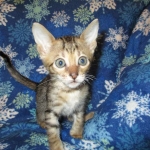 Savannah, F-6SBT, Brown Black spotted, Male, DOB 4-20-17