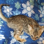 Savannah, F-6SBT, Brown Black spotted, Male, DOB 4-20-17