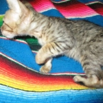 Savannah, F-6SBT, Brown Black spotted, Male, DOB 4-20-17