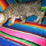 Savannah, F-6SBT, Brown Black spotted, Male, DOB 4-20-17