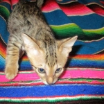 Savannah, F-6SBT, Brown Black spotted, Male, DOB 4-20-17