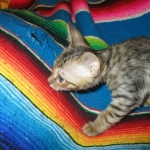 Savannah, F-6SBT, Brown Black spotted, Male, DOB 4-20-17