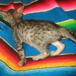 Savannah, F-6SBT, Brown Black spotted, Male, DOB 4-20-17