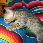 Savannah, F-6SBT, Brown Black spotted, Male, DOB 4-20-17