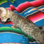 Savannah, F-6SBT, Brown Black spotted, Male, DOB 4-20-17