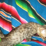 Savannah, F-6SBT, Brown Black spotted, Male, DOB 4-20-17