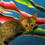 Savannah, F-6SBT, Brown Black spotted, Male, DOB 4-20-17