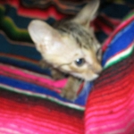 Savannah, F-6SBT, Brown Black spotted, Male, DOB 4-20-17