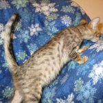 Savannah, F-6SBT, Brown Black spotted, Male, DOB 4-20-17