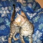 Savannah, F-6SBT, Brown Black spotted, Male, DOB 4-20-17