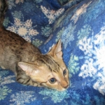 Savannah, F-6SBT, Brown Black spotted, Male, DOB 4-20-17