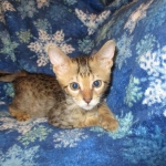 Savannah, F-6SBT, Brown Black spotted, Male, DOB 4-20-17