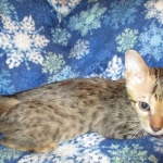 Savannah, F-6SBT, Brown Black spotted, Male, DOB 4-20-17