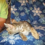 Savannah, F-6SBT, Brown Black spotted, Male, DOB 4-20-17
