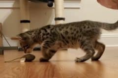 Rico Savannah F-6SBT Brown Spotted Male #2 DOB 5-29-22