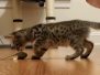 Rico Savannah F-6SBT Brown Spotted Male #2 DOB 5-29-22