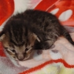 Savannah F-6SBT Male DOB 5-29-22