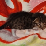 Savannah F-6SBT Male DOB 5-29-22