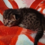 Savannah F-6SBT Male DOB 5-29-22