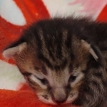 Savannah F-6SBT Male DOB 5-29-22