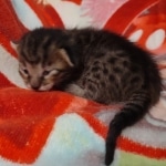 Savannah F-6SBT Male DOB 5-29-22