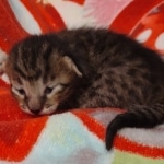 Savannah F-6SBT Male DOB 5-29-22