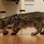 Rico Savannah F-6SBT Male DOB 5-29-22