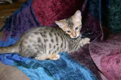 Achilles Savannah F-6SBT Brown Spotted male #3 DOB 10-8-14