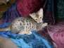 Achilles Savannah F-6SBT Brown Spotted male #3 DOB 10-8-14