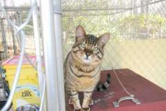 Trouble Savannah F-6SBT Brown Spotted Male Big Spots DOB 4-10-15