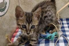 Savannah F-6SBT Brown Spotted Male DOB 7-1-23