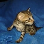 Savannah Brown Spotted male