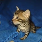 Savannah Brown Spotted male