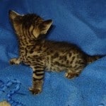 Savannah Brown Spotted male