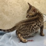 Savannah Brown Spotted male