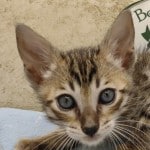 Savannah Brown Spotted male