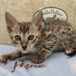 Savannah Brown Spotted male