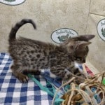 F-6SBT BST Savannah Male