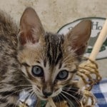 F-6SBT BST Savannah Male