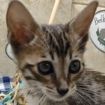 F-6SBT BST Savannah Male