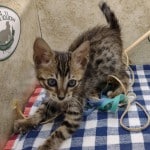 F-6SBT BST Savannah Male