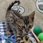 F-6SBT BST Savannah Male