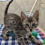 F-6SBT BST Savannah Male