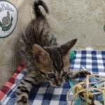 F-6SBT BST Savannah Male